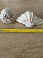 schelpen doopvont/ tulbandschelp, Verzamelen, Mineralen en Fossielen, Ophalen of Verzenden, Schelp(en)