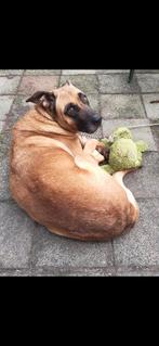 Kruising boerboel en mechelse herder 200€, Ophalen, Zo goed als nieuw, Honden