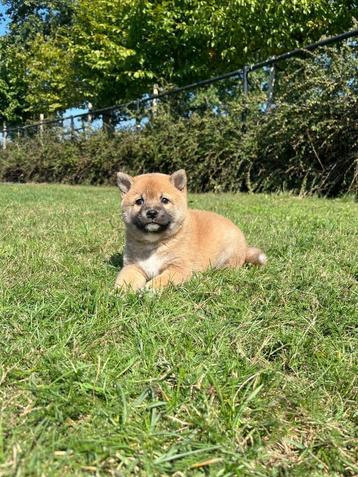 Shiba-inu pups te koop,ouders aanwezig beschikbaar voor biedingen