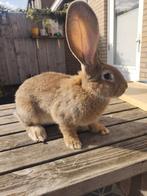 Vlaamse reus, ram, Dieren en Toebehoren, Konijnen, Mannelijk, Groot, 0 tot 2 jaar