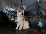 Lieve kitten, Dieren en Toebehoren, Katten en Kittens | Overige Katten, Poes, Kortharig, 0 tot 2 jaar