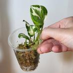 Epipremnum n joy, Huis en Inrichting, Kamerplanten, Ophalen of Verzenden, Overige soorten, Minder dan 100 cm