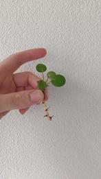 Stekje pannenkoekenplant (Pilea peperomioides), Ophalen of Verzenden, Overige soorten, Minder dan 100 cm