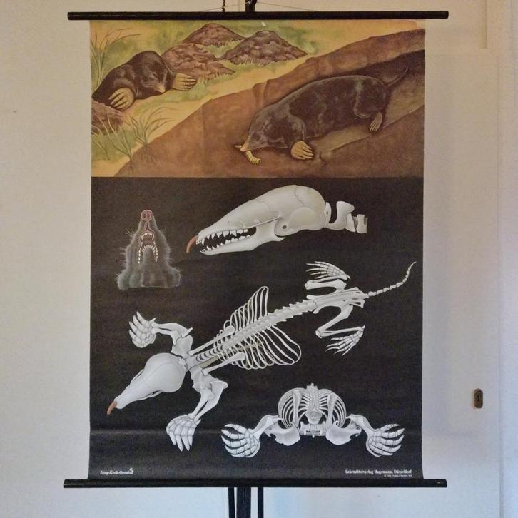 Schoolplaat De Mol, Jung Koch Quentell, Antiek en Kunst, Antiek | Schoolplaten, Natuur en Biologie, Ophalen of Verzenden