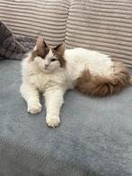 Ragdoll charlie, Dieren en Toebehoren, Kater