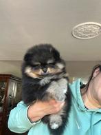 Pomeriaan/pomeranian pup Black & Tan reutje, Keeshond, Reu, CDV (hondenziekte), 8 tot 15 weken