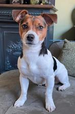 Jack Russel Dekreu, Dieren en Toebehoren, Honden | Jack Russells en Terriërs, Jack Russell Terriër, Reu, CDV (hondenziekte), Eén hond
