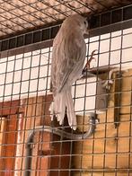 Te koop koppel opaal wit kanaries., Dieren en Toebehoren, Meerdere dieren, Kleurkanarie