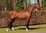 Bloedmooi en super braaf dressuurpaard, Ruin, Dressuurpaard