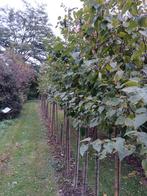 Betula pendula/ Berk hoogstam, Bloeit niet, Overige soorten, 250 tot 400 cm, Ophalen