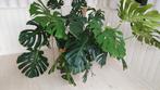 Grote Monstera Deliciosa / gaten plant, Ophalen, 100 tot 150 cm, Overige soorten, Halfschaduw