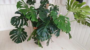 Grote Monstera Deliciosa / gaten plant beschikbaar voor biedingen