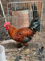 Jonge marans haan, Dieren en Toebehoren, Mannelijk, Kip