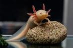 Gezocht! Mannelijke axolotl