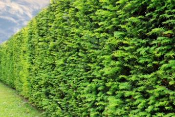 Taxus baccata beschikbaar voor biedingen