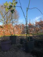 doornloze braam, Volle zon, Vaste plant, Ophalen of Verzenden, Zomer