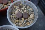 Levende steentjes 010 - Lithops hookeri vermiculite 2 stuks, Huis en Inrichting, Kamerplanten, Vetplant, Ophalen of Verzenden
