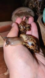 kleine achatina reticulata wildkleur slakjes te koop🐌, Dieren en Toebehoren, Juni, Meerdere dieren