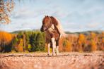 Unieke mini curly paardjes, Meerdere dieren, Gechipt, A pony (tot 1.17m)