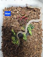 Pituophis catenifer sayi Stierslang, Dieren en Toebehoren, Reptielen en Amfibieën, Slang, 0 tot 2 jaar