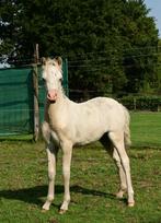 Super mooie Palomino welsh A hengstveulen!, Dieren en Toebehoren, Pony's, Hengst, A pony (tot 1.17m), 0 tot 2 jaar