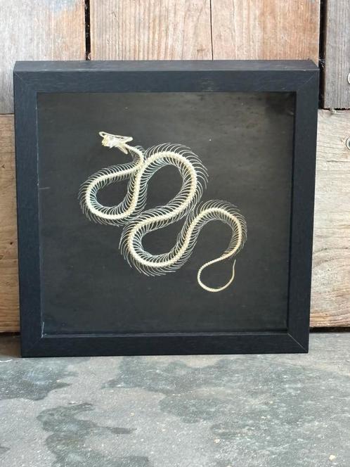 Mooie lijst met een slangenskelet, Verzamelen, Dierenverzamelingen, Nieuw, Overige typen, Reptiel of Amfibie, Ophalen of Verzenden