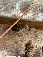Lady amherst fazant kuikens, Dieren en Toebehoren, Vogels | Overige Vogels, Meerdere dieren, Tropenvogel