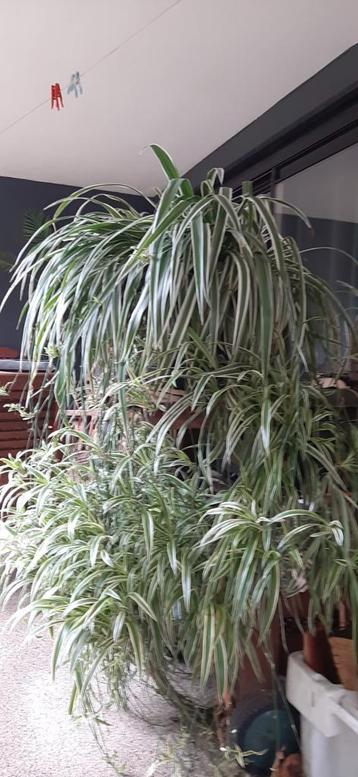 Mega Hangplant + Stekjes (graslely) Blikvanger! beschikbaar voor biedingen