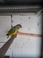 Bonteboer papegaaien, Dieren en Toebehoren, Mannelijk, Papegaai, Geringd