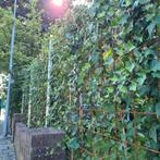 Klimop | Hedera hibernica 2m, Ophalen, Overige soorten, Haag, 100 tot 250 cm