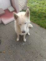Husky, Rabiës (hondsdolheid), Reu, Poolhond, Eén hond