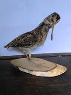 Opgezette vogel houtsnip, Ophalen of Verzenden, Zo goed als nieuw, Vogel, Opgezet dier