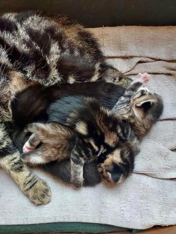 3 Prachtige kittens beschikbaar ! beschikbaar voor biedingen