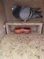 Spaanse valenciano, Dieren en Toebehoren, Vogels | Duiven, Mannelijk, Kropper