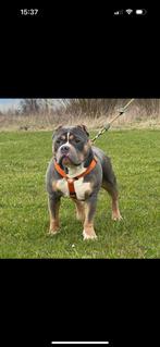 Amerikaanse pocket bully teefje met stamboom, Dieren en Toebehoren, Honden | Bulldogs, Pinschers en Molossers, Overige rassen