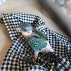 Jonge caique s, Dieren en Toebehoren, Vogels | Parkieten en Papegaaien, Meerdere dieren, Papegaai