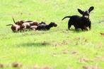 teckel pups, zoeken een liefdevol baasje 💞  , nog reutjes, Dieren en Toebehoren, Honden | Teckels en Dashonden, Standaard, 8 tot 15 weken