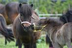 Verzorgpony , verzorg paard, Ophalen, Nieuw, Overige soorten