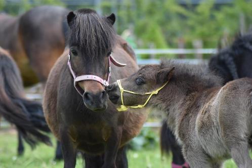 Verzorgpony , verzorg paard, Dieren en Toebehoren, Paarden en Pony's | Overige Paardenspullen, Nieuw, Overige soorten, Ophalen