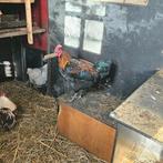 Australorp haan, kippen, hanen, Dieren en Toebehoren, Pluimvee, Mannelijk, Kip