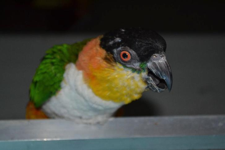 Goede kweekpop Zwartkopcaique/papegaai en nog..., Dieren en Toebehoren, Vogels | Parkieten en Papegaaien, Papegaai, Vrouwelijk