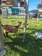 Dwerggeit te koop, Dieren en Toebehoren, Schapen, Geiten en Varkens, Vrouwelijk, Geit