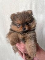 Pomeriaan 8 wkn oud. 1 teefje en 1 reu, Dieren en Toebehoren, 8 tot 15 weken, Meerdere, Meerdere dieren, Nederland