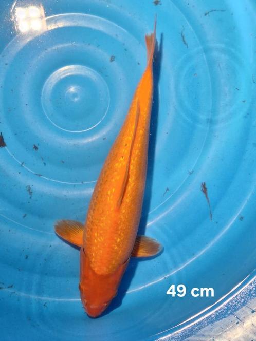Ginrin bennigoi 49 cm, Dieren en Toebehoren, Vissen | Vijvervissen, Karper of Koi