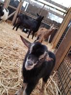 Dwerggeiten | Gezonde tamme geiten | Deskundig advies!, Dieren en Toebehoren, Schapen, Geiten en Varkens, Meerdere dieren, Geit