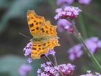 Verbena bonariensis IJzerhard 2 euro, Tuin en Terras, Planten | Tuinplanten, Volle zon, Vaste plant, Zomer, Ophalen