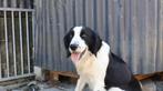 lieve en getrainde honden te koop, Dieren en Toebehoren, Honden | Niet-rashonden, Rabiës (hondsdolheid), 1 tot 2 jaar, Meerdere