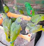 diverse papegaaien jong, Dieren en Toebehoren, Papegaai, Meerdere dieren, Geringd