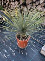 Yucca Elata 10cm stam 94€, Volle zon, Vaste plant, Zomer, Ophalen