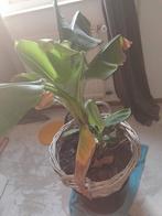 Musa tropicana bananenplant, Overige soorten, Minder dan 100 cm, Ophalen of Verzenden, Halfschaduw